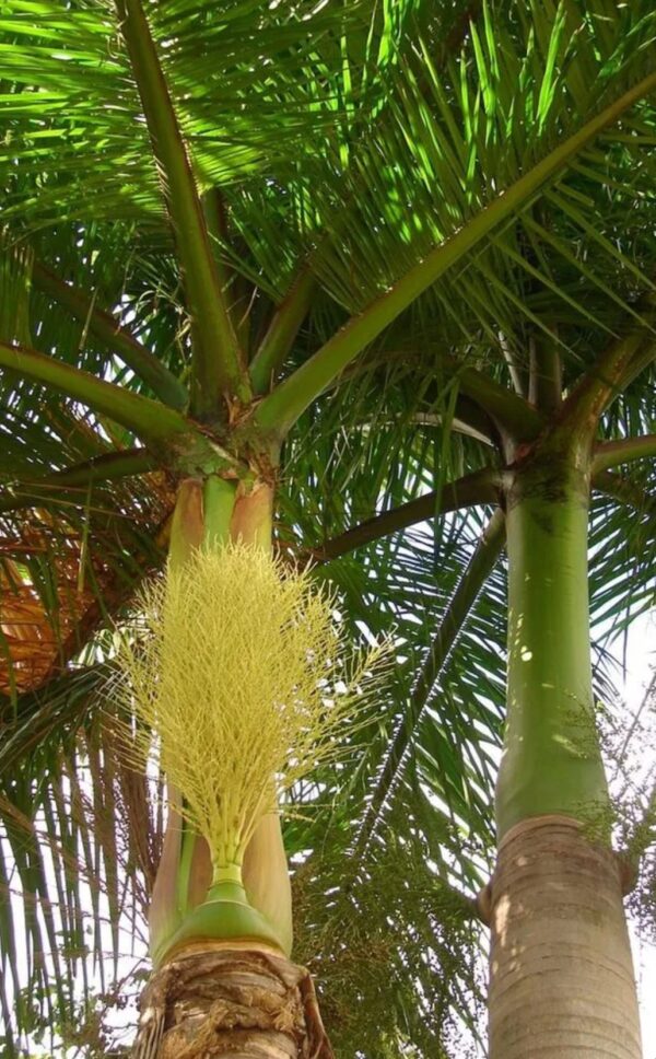 Royal Palm, Florida Royal Palm – Roystonea Regia