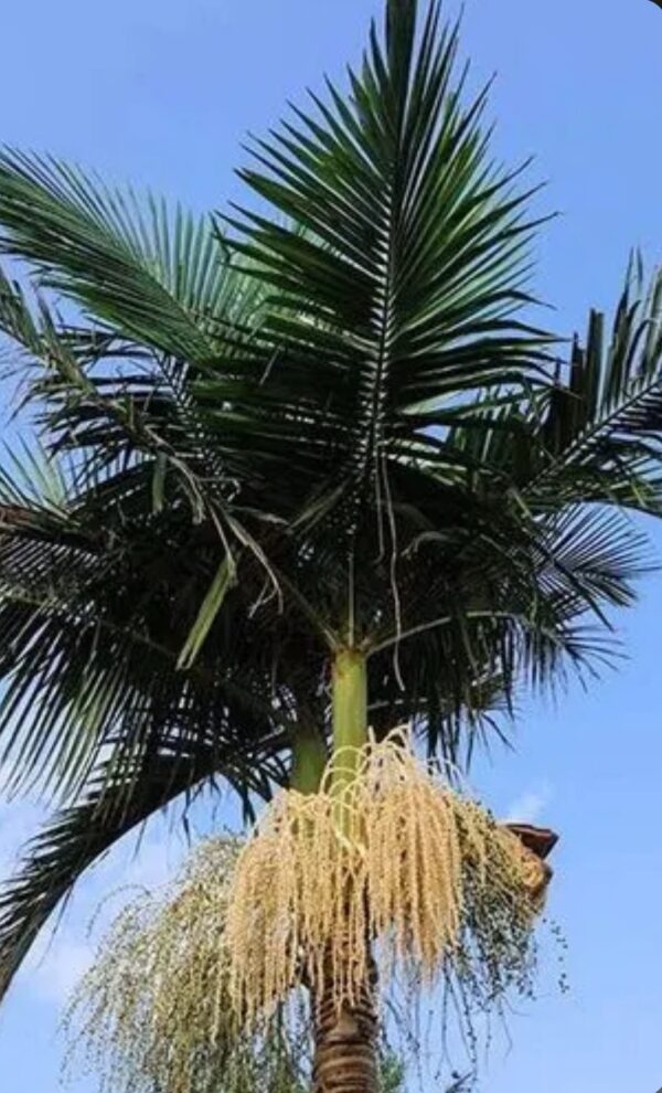 Royal Palm, Florida Royal Palm – Roystonea Regia - Image 3