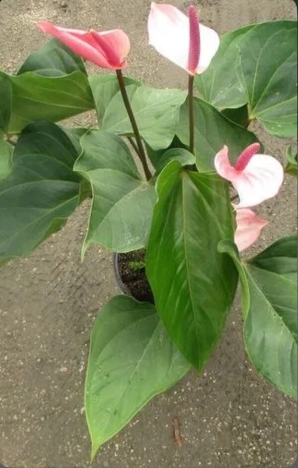Ruffled Anthurium, Frilled Anthurium – Anthurium Plowmanii ‘Fruffles’