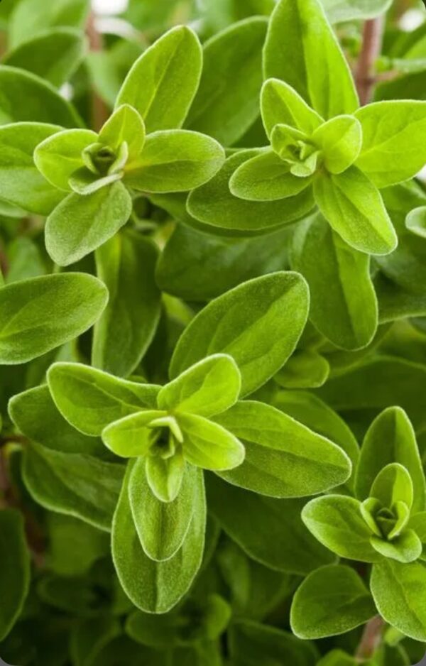 Sweet mayoram. Mayorams (Origanum).