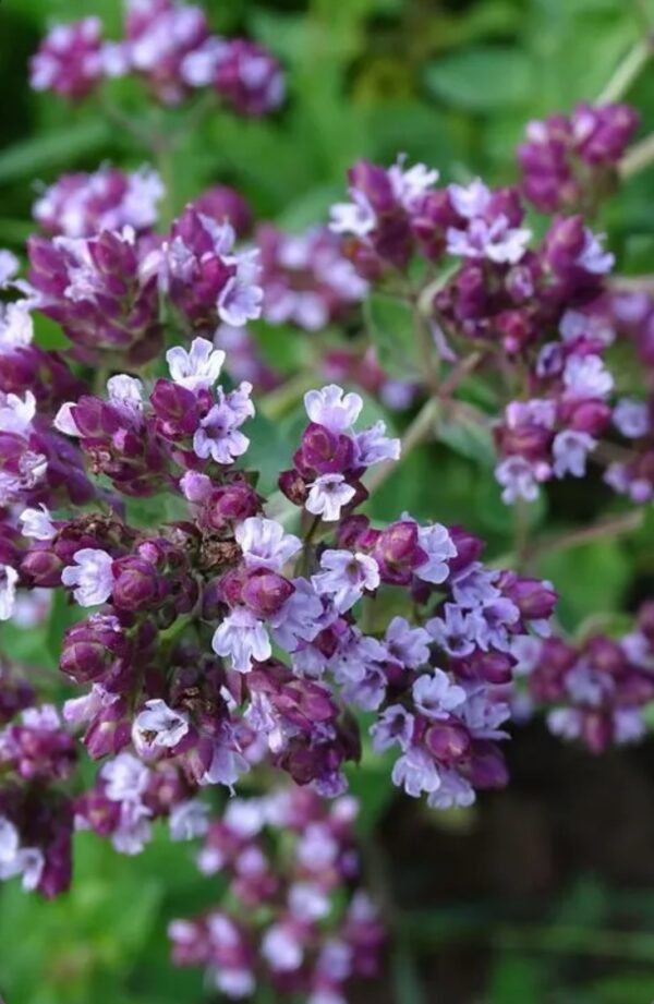 Sweet mayoram. Mayorams (Origanum). - Image 2