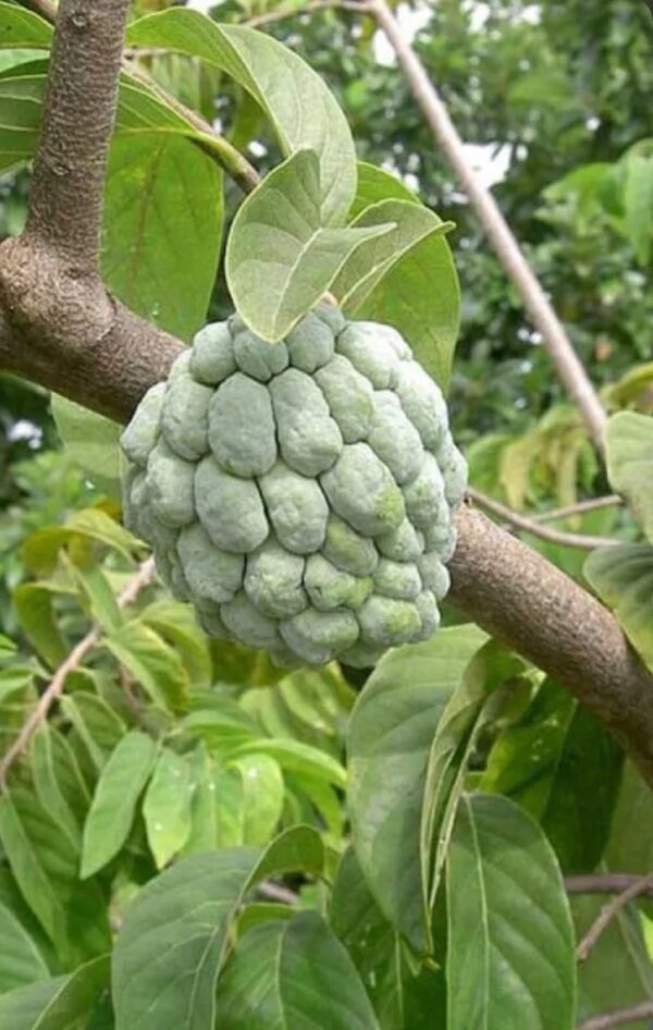 Sugar Apple – Annona Squamosa