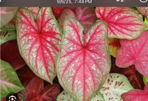 Caladium - Heard of Jesus - Image 2