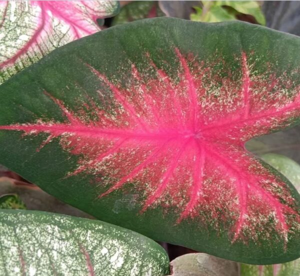 Caladium - Heard of Jesus - Image 3