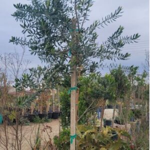 Olive tree