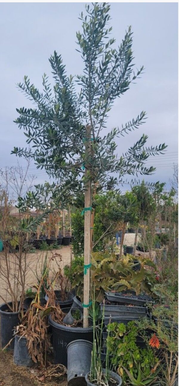 Olive tree