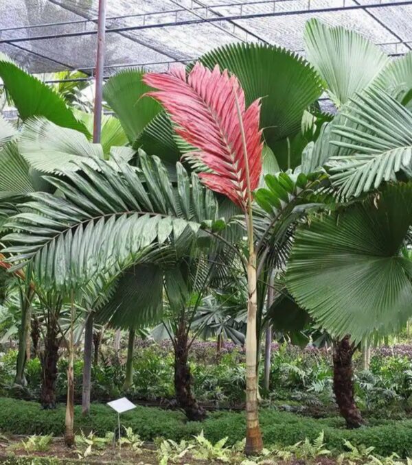 Chambeyronia macrocarpa -The “Flame Thrower”