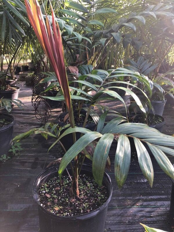 Chambeyronia macrocarpa -The “Flame Thrower” - Image 2