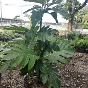 Seeded Breadfruit -Artocarpus camansi